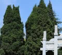 雙鳳紀念園 公墓建設管理水平的現代典范